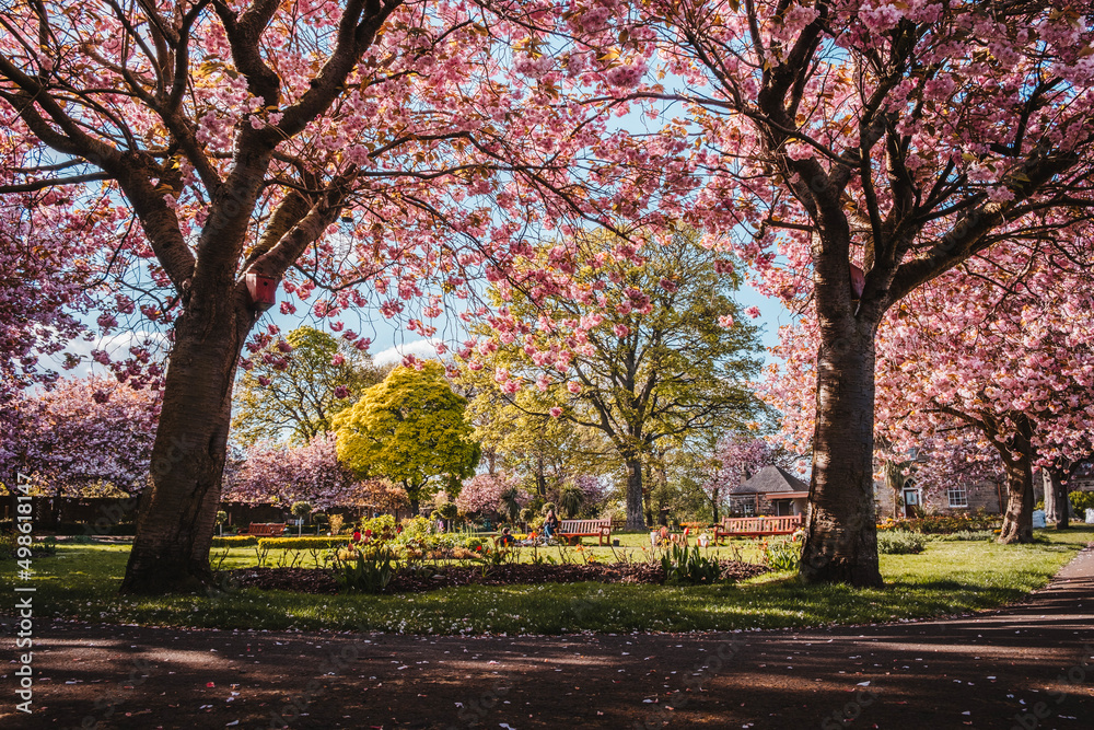 Naklejka premium spring in the park full of cherry blossoms