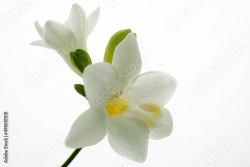 Freesia white flower