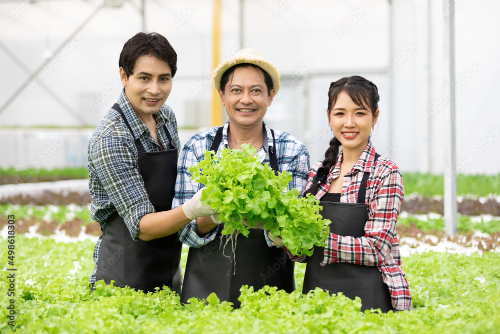 group of farmers picking and checking organic vegetables together in hydroponic farm group of farmers picking and checking organic vegetables together in hydroponic farm