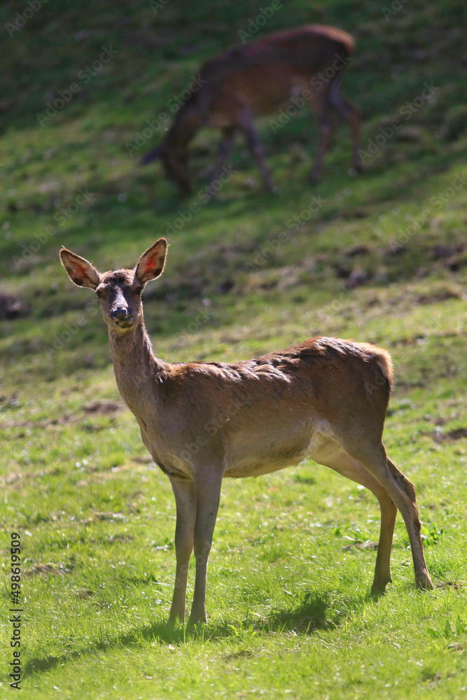 Fototapeta premium Un regard de biche 