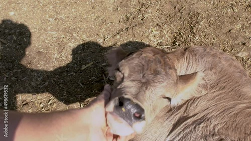 Calf being caressed by the hand and looks happy and contented