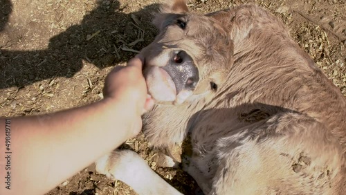 Calf being caressed by the hand and looks happy and contented
