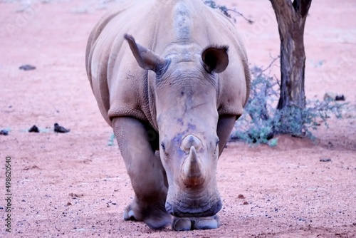 Breitmaulnashorn