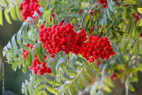 Red rowan berries in summer on a tree