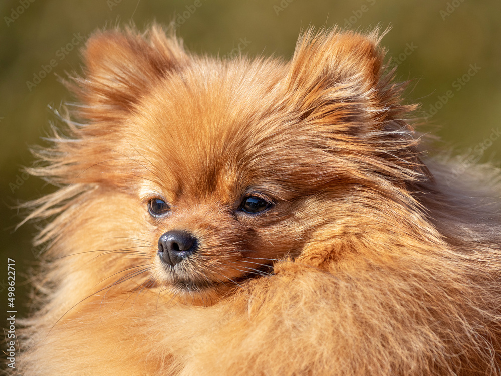 Portrait of a Pomeranian Spitz dog close up