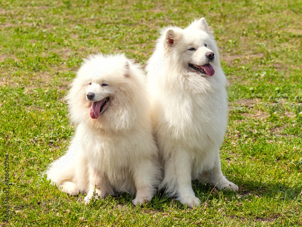 Two white furry Samoyed dogs sitting in the park on the grass Two white furry Samoyed dogs sitting in the park on the grass