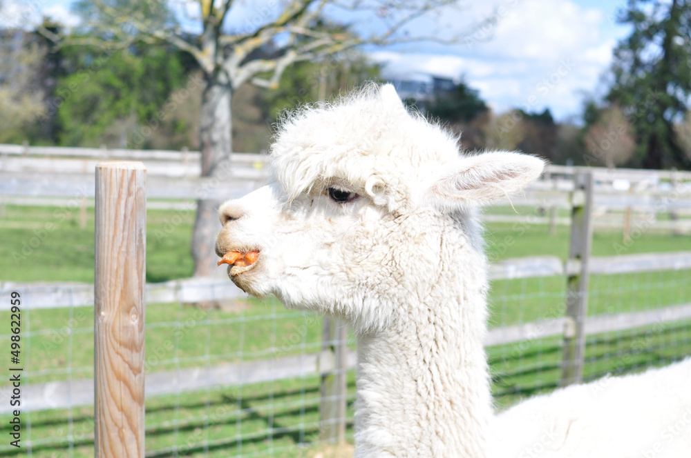 Obraz premium white sheep