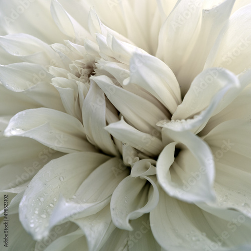 Big dahlia flower close up in summer garden. © Swetlana Wall