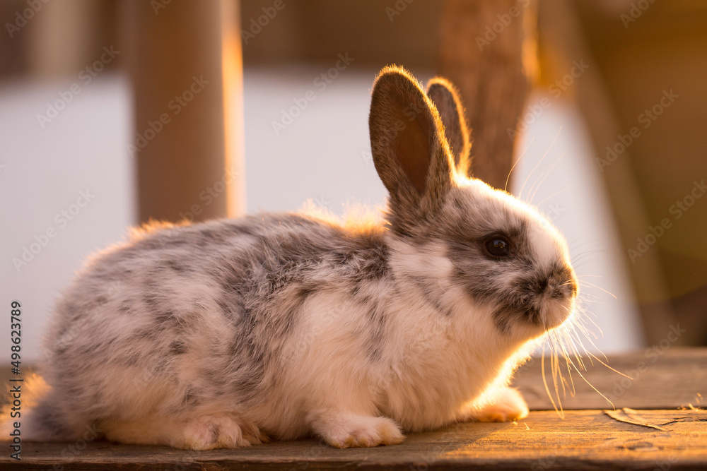 Obraz premium Domestic little rabbit sitting on a bench