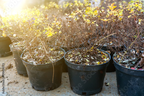 Many small plastic pots with fresh bushes prepared for planting at ornamental garden along house path at autumn. Seasonal plant transplantation.
