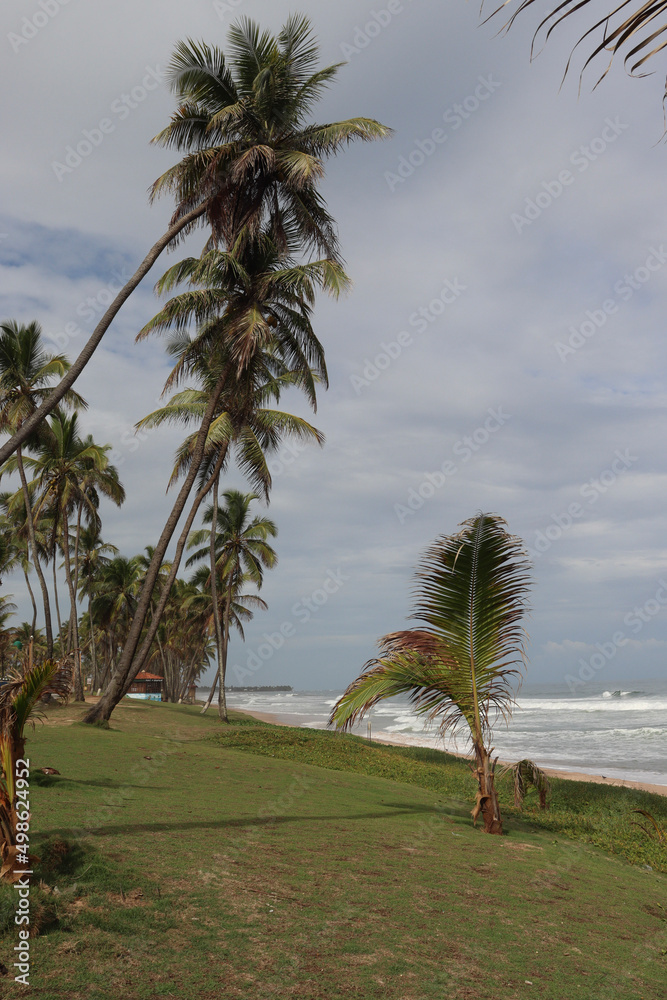 palm trees on the beach palm trees on the beach