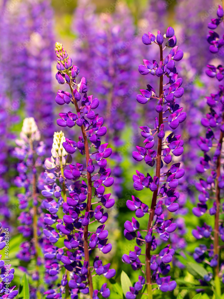 Obraz premium Colorful blue and purple colorful vibrant lupine wildflowers in with bokeh blurred background