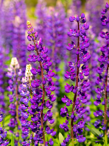 Colorful blue and purple colorful vibrant lupine wildflowers in with bokeh blurred background