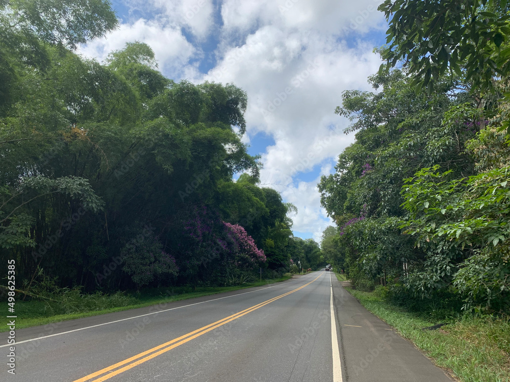 road in the forest