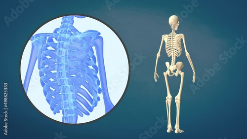 Medical video of the human rib cage photo