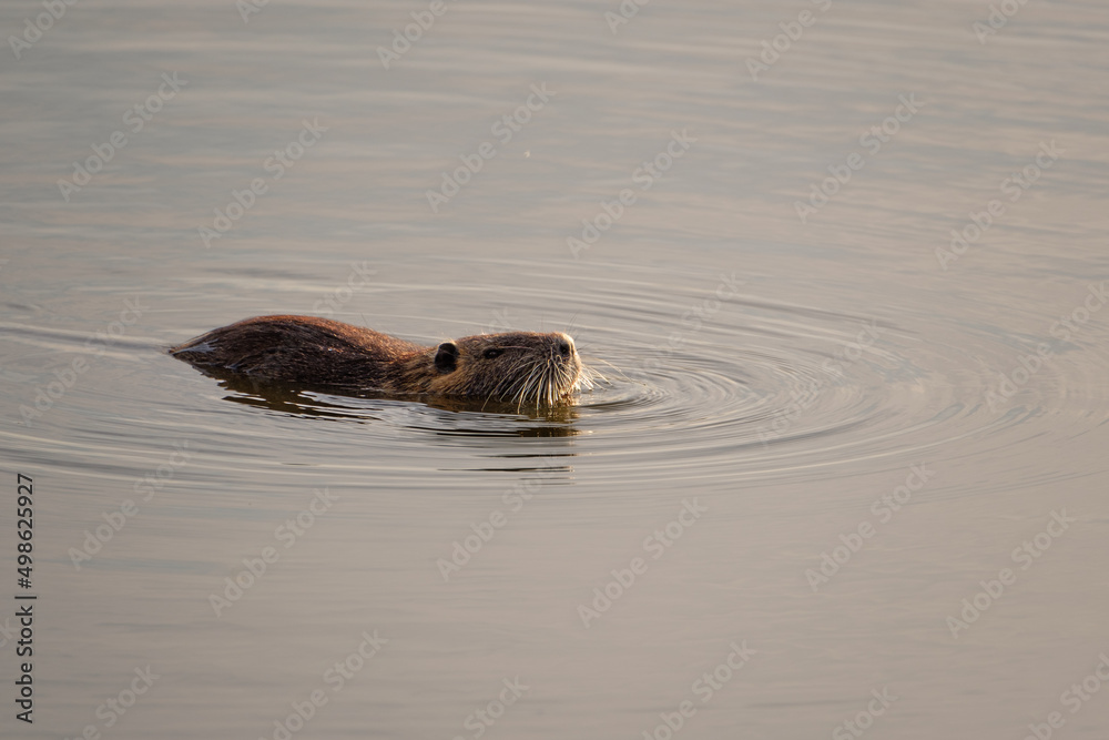 Nutria swimming in the pond (Myocastor coypus) Nutria swimming in the pond (Myocastor coypus)
