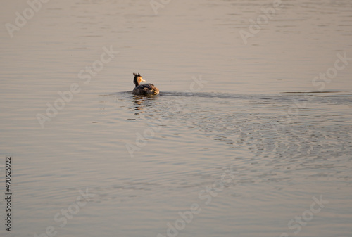 Great crested grebe in the water