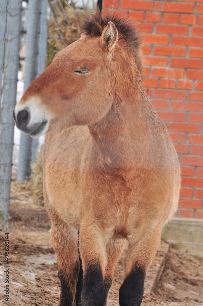 Animals are a traditionally distinguished category of organisms, currently considered as a biological kingdom. Animals are the main object of study of zoology. Animals are a traditionally distinguished category of organisms, currently considered as a biological kingdom. Animals are the main object of study of zoology.