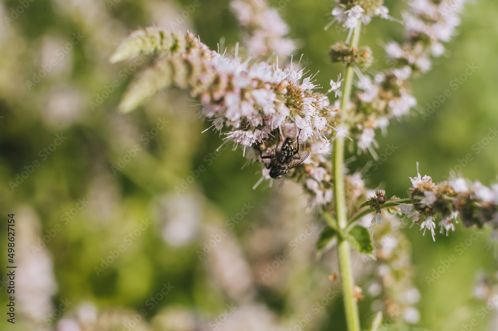 A small insect with wings, a fly sits on flowers and eats nectar from flowers. A small insect with wings, a fly sits on flowers and eats nectar from flowers.