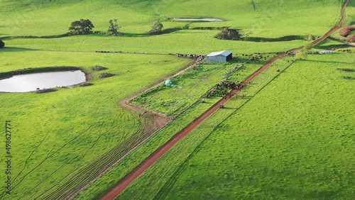 herding angus cattle and calves on a farm in Australia with motorbikes, aerial footage taken on a beautiful spring day above rolling hills and green grass. weaning calves photo