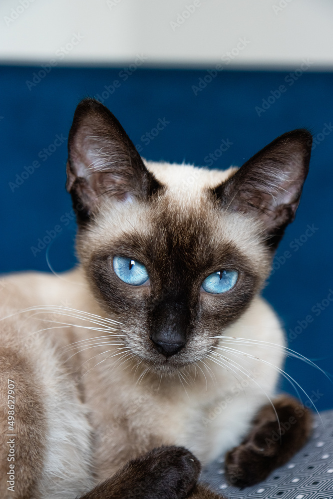 Blue eyed Cat looking close pet
