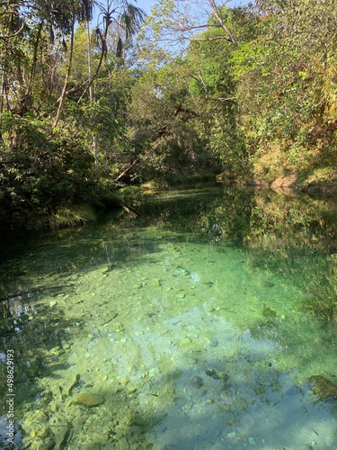 Fototapeta Naklejka Na Ścianę i Meble -  river in the forest