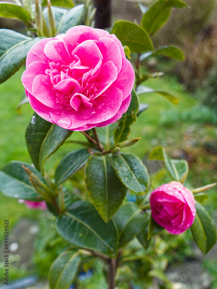 Camelia plant, Camelia japonica L, flowering, UK Camelia plant, Camelia japonica L, flowering, UK