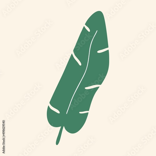 Banana leaf on a light background. Flat design, hand drawn cartoon, vector illustration. photo