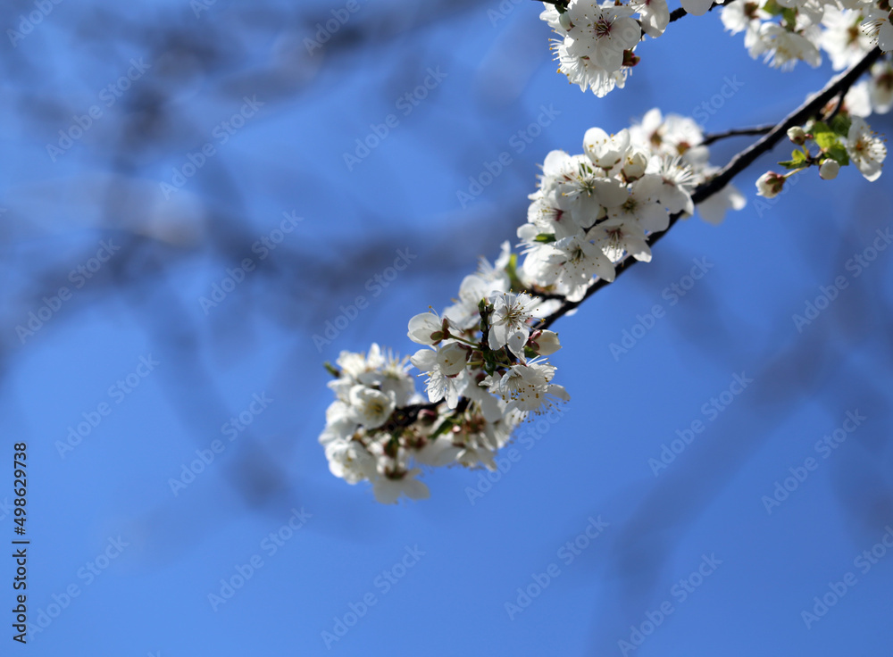 Photos of trees blooming this spring Photos of trees blooming this spring