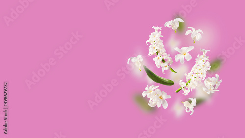 A beautiful picture with white hyacinth flowers flying in the air on the violet purple lavender background. Levitation concept. Floating petals. Greeting card with wedding  women s day  mother s day