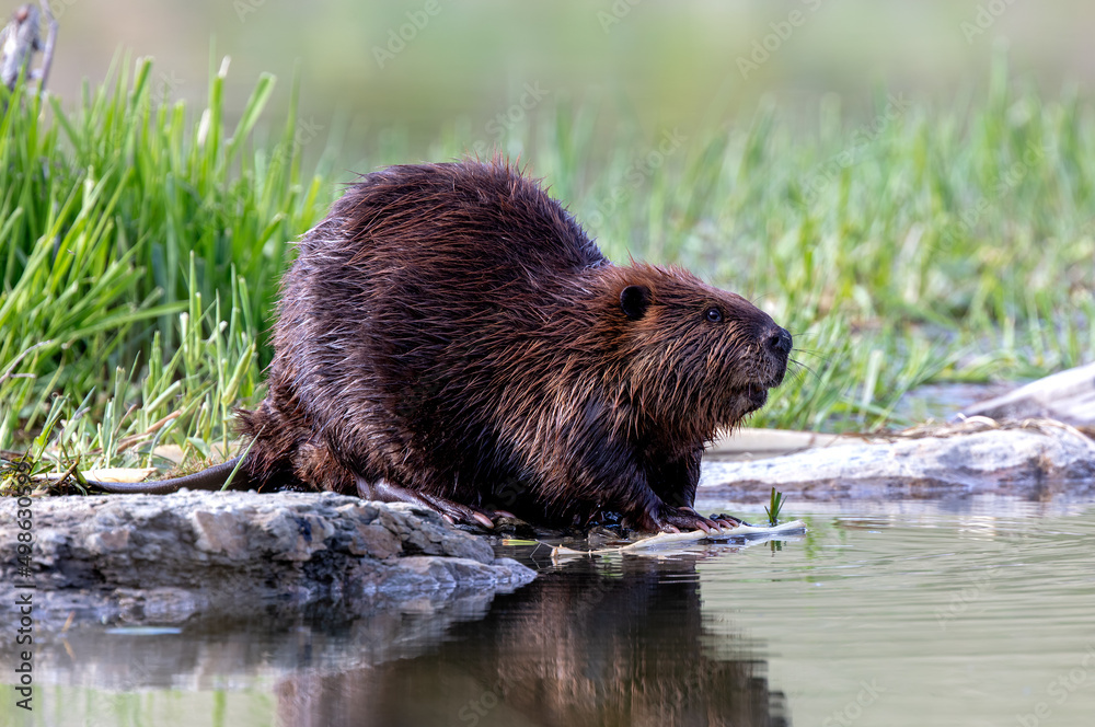 Portrait of a North American Beaver - obrazy, fototapety, plakaty 