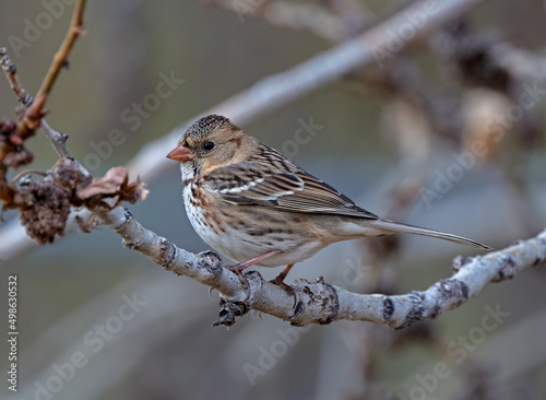 Harris's Sparrow perched during fall migration.