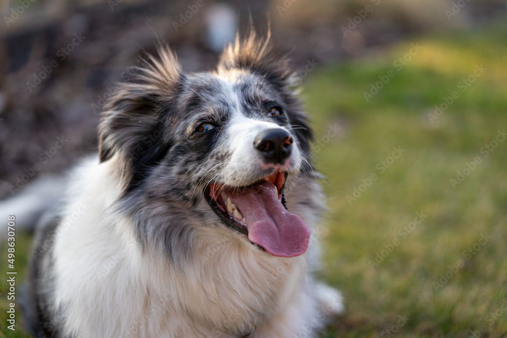cute young border collie blue merle in the nature at sunset, dog sticking out the tongue, pet photography, lying in the grass