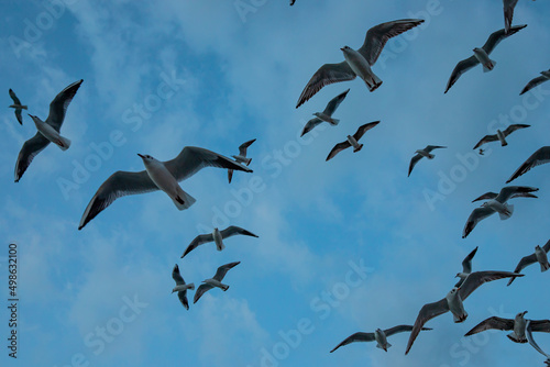 flying birds with a blue sky in the background  © ERDAL SEKER