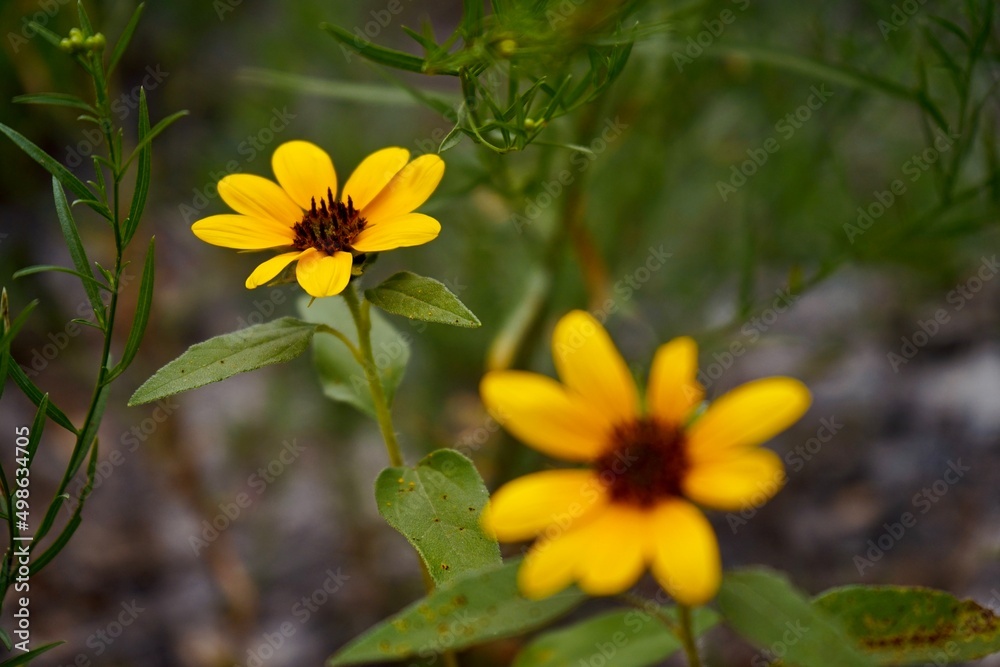 Sunflower Sunflower