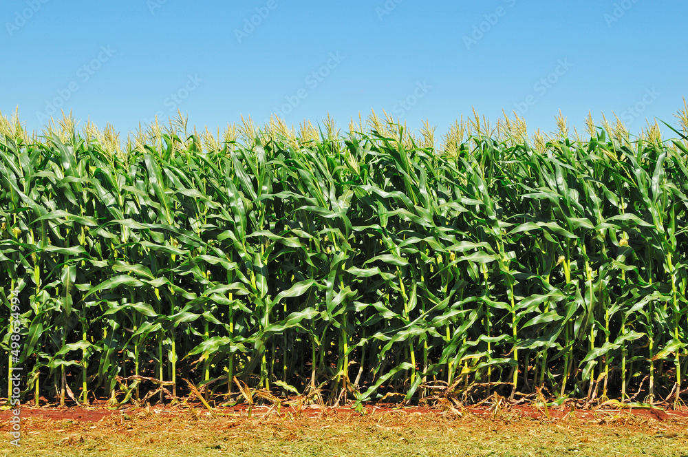 Fototapeta premium Plantação de milho , verde.