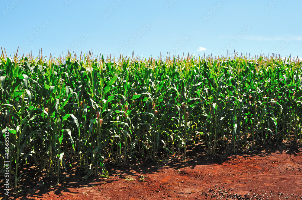 Plantação de milho . milharal. Plantação de milho . milharal.