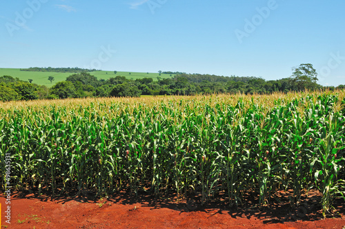 Plantação de milho , verde.