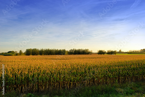 plantação de milho, milharal com céu azul