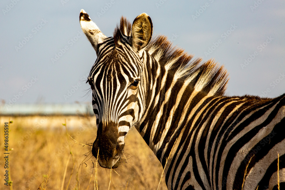 zebra in the wild Nairobi - obrazy, fototapety, plakaty 