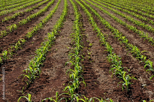 Plantação de milho , verde.