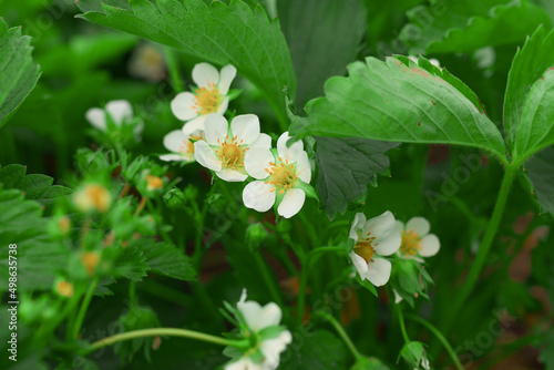 white strawberry flowers in spring closeup