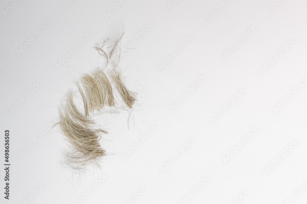 natural strands of gray hair on a white background copy space natural strands of gray hair on a white background copy space