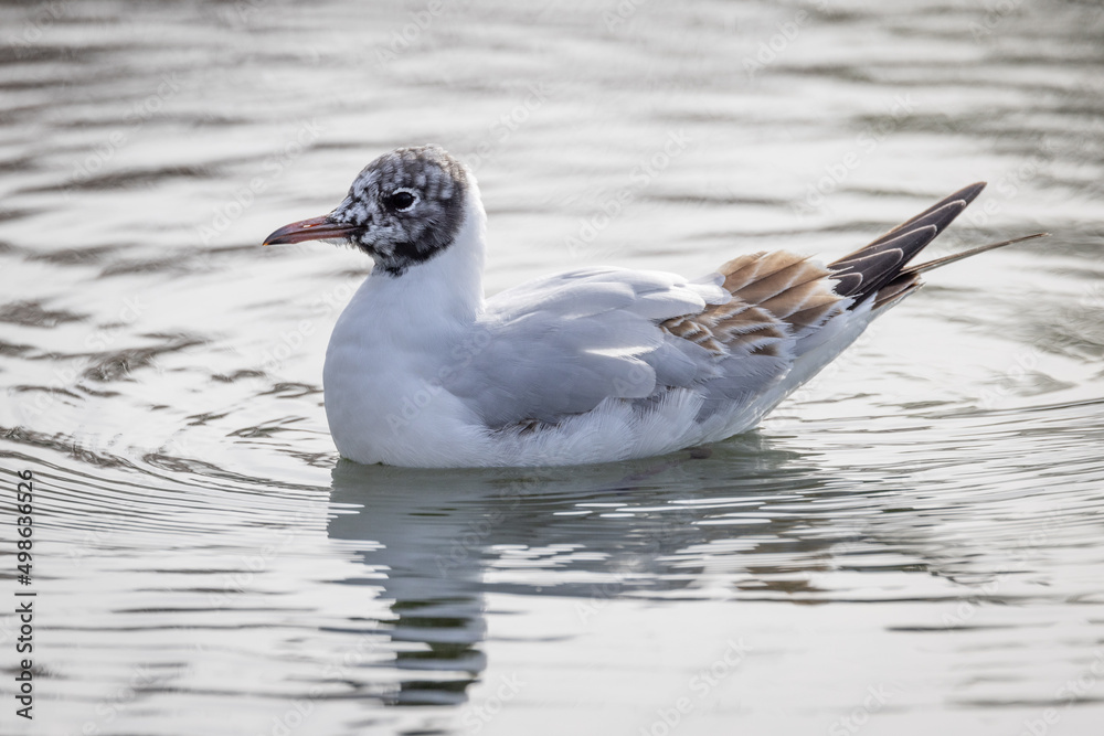 Black Headed Gull (Chroicocephalus ridibundus) Winter Plumage Black Headed Gull (Chroicocephalus ridibundus) Winter Plumage