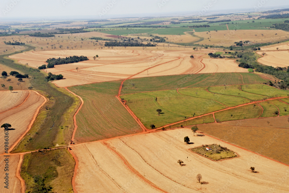 Fototapeta premium Plantão de cana de açucar , canavial