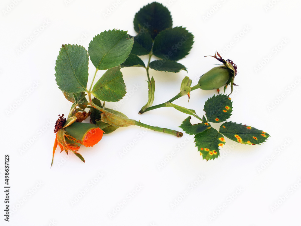 Rose rust disease caused by Phragmidium fungus, infects plants of the