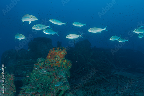 Banco di giovani ricciole sopra il relitto del cacciatorpediniere Espingole, nei pressi di Cavalaire sur mer, Francia