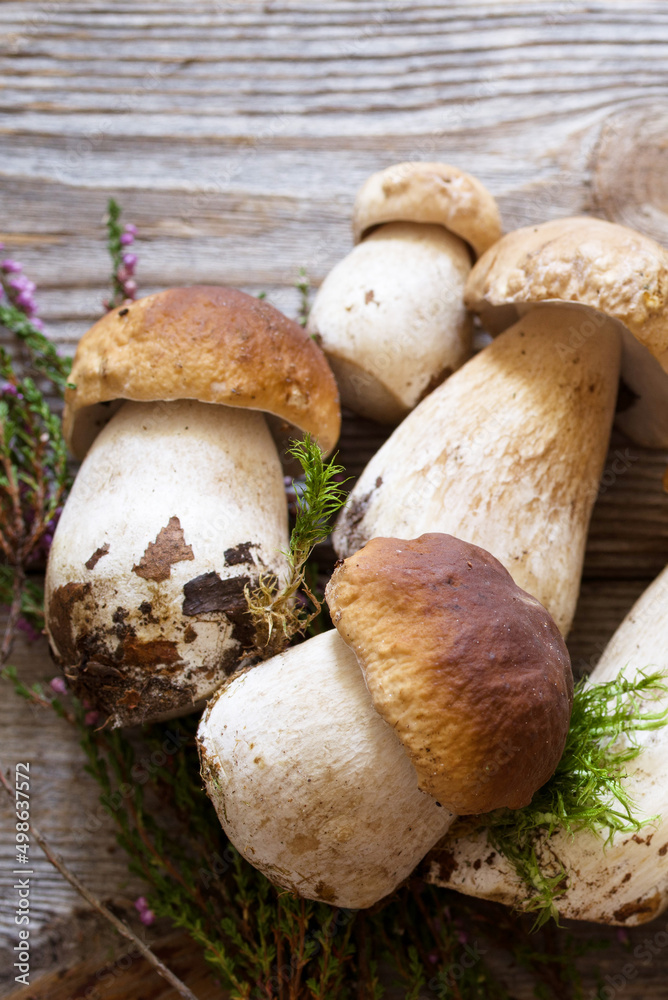 Fresh wild porcini mushrooms and heather flowers on a wooden old board, top view, copy space Fresh wild porcini mushrooms and heather flowers on a wooden old board, top view, copy space
