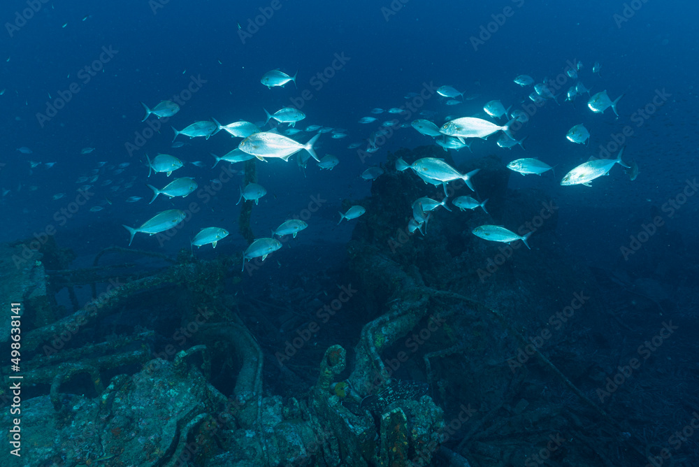 Banco di giovani ricciole sopra il relitto del cacciatorpediniere Espingole, nei pressi di Cavalaire sur mer, Francia Banco di giovani ricciole sopra il relitto del cacciatorpediniere Espingole, nei pressi di Cavalaire sur mer, Francia