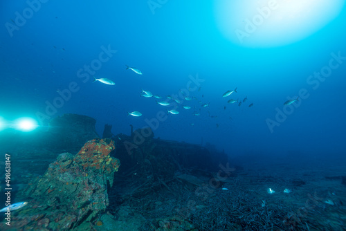 Banco di giovani ricciole sopra il relitto del cacciatorpediniere Espingole, nei pressi di Cavalaire sur mer, Francia